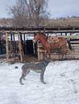 Тазы кушік щенки тазы