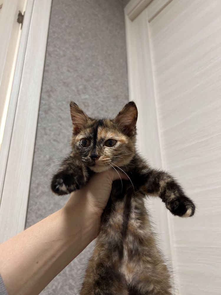 Отдам котенка в добрые руки
