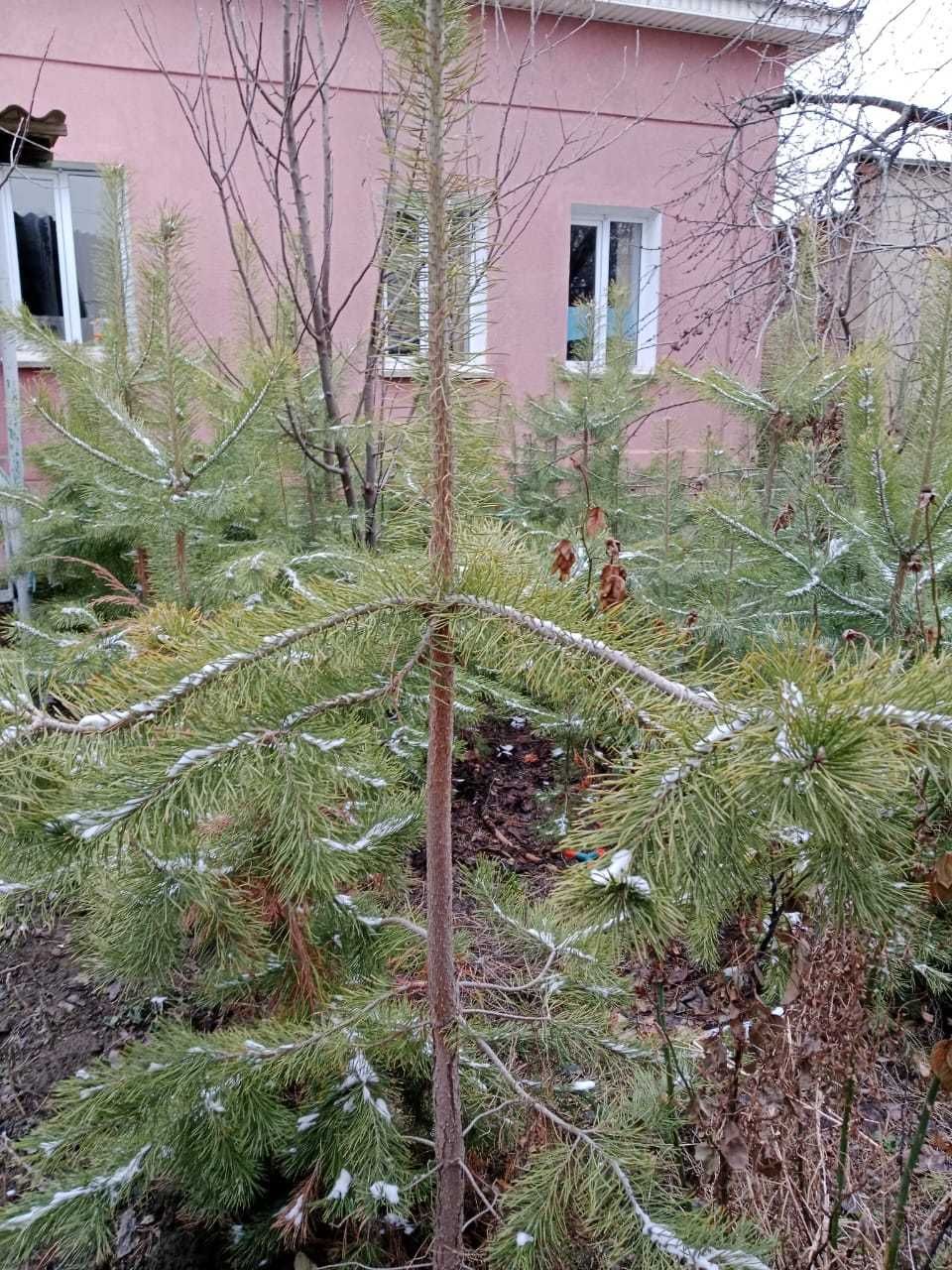 Саженцы сосна 2м  с комом