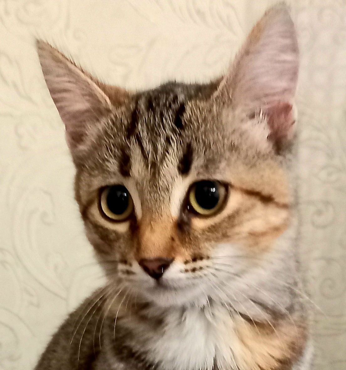 Очень ласковая кошечка  Алиса. Стерелизована