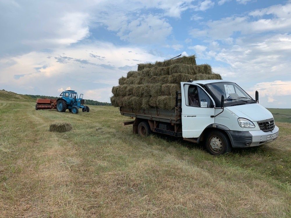 Продам свежее сено в тюках