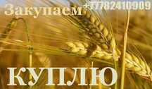 Пшеница, Ячмень Kуnлю