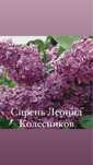 Саженцы сортовой сирени