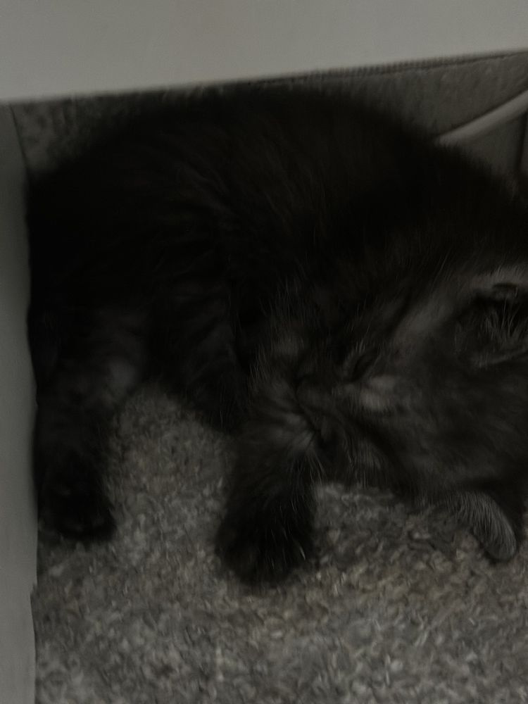 Котята 2 мальчика 1 девочка