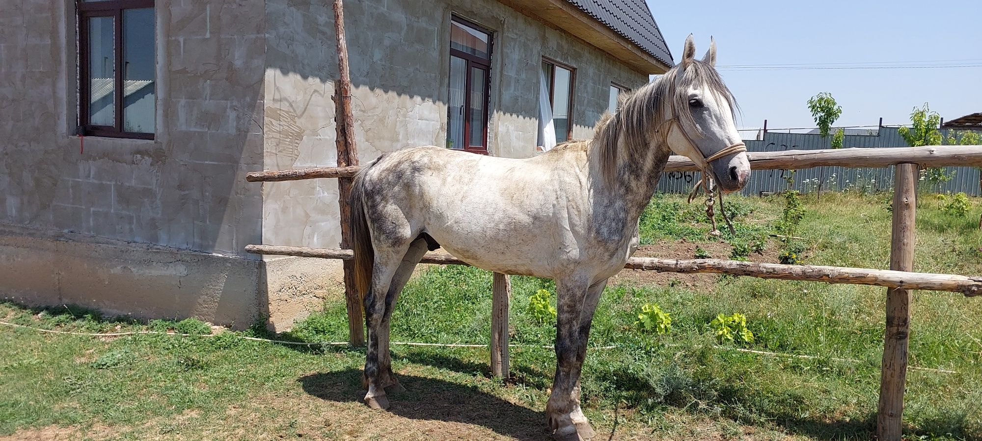 Продам лошадь Орловский рысак