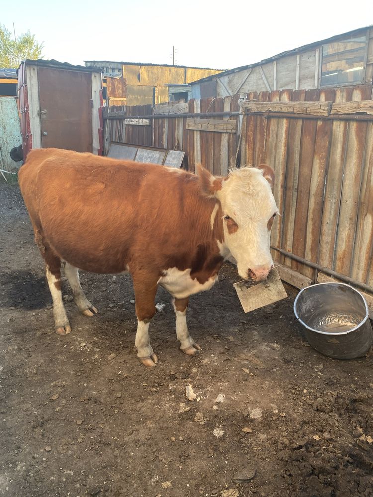 продам первотелку