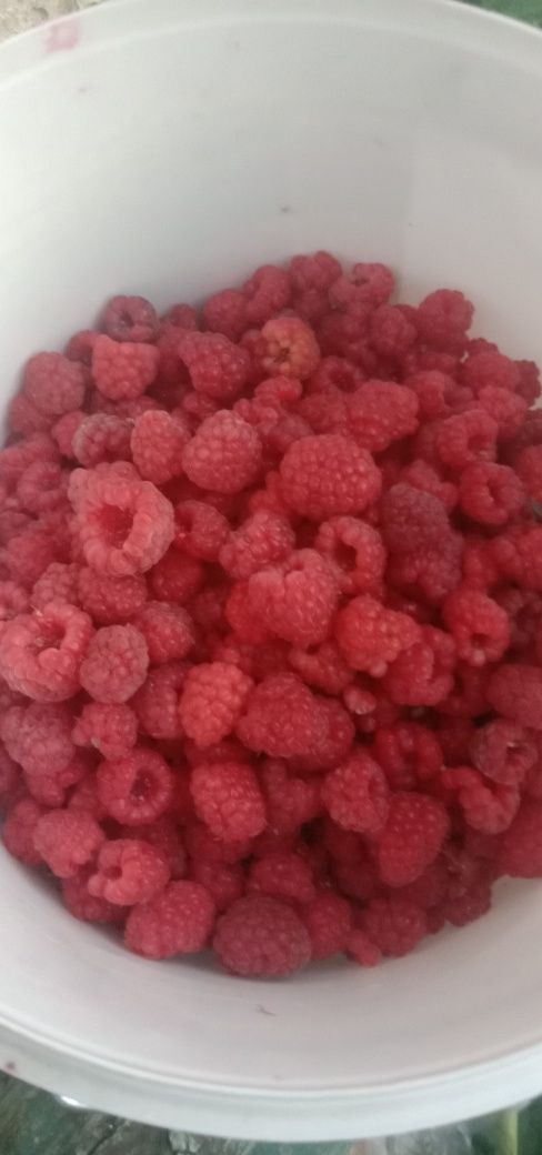 Продам дачную малину