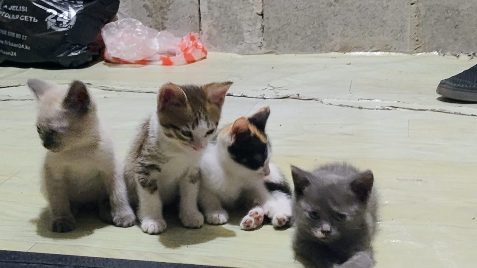Котята, отдам в хорошие руки