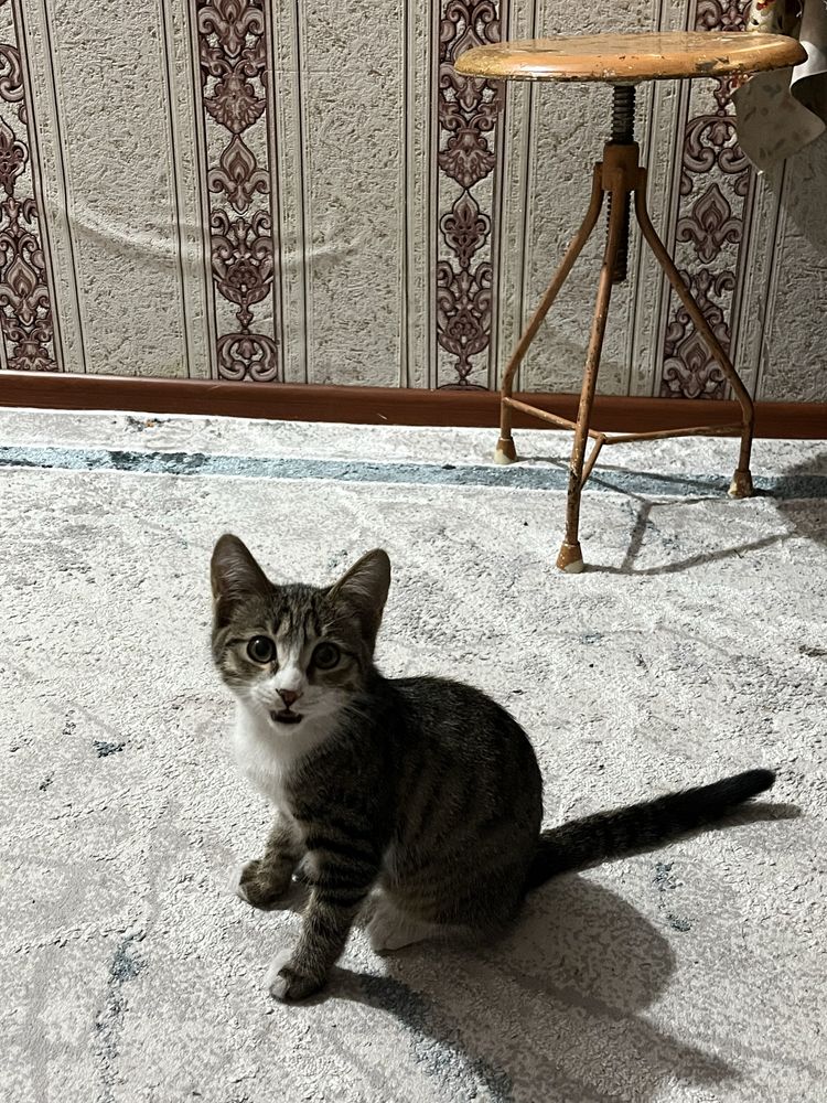 Милый котёнок ищет тёплый дом и заботливых хозяев!