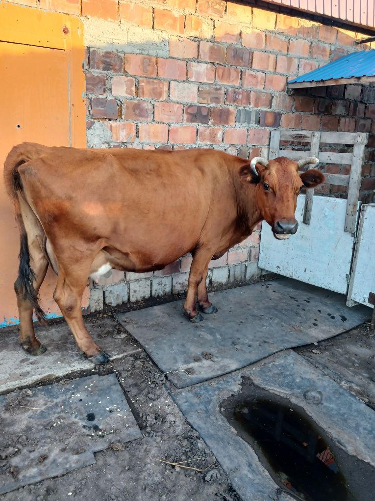 Продам дойных молочных коров