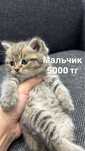 Котенок мама британская шиншилла папа шотландец
