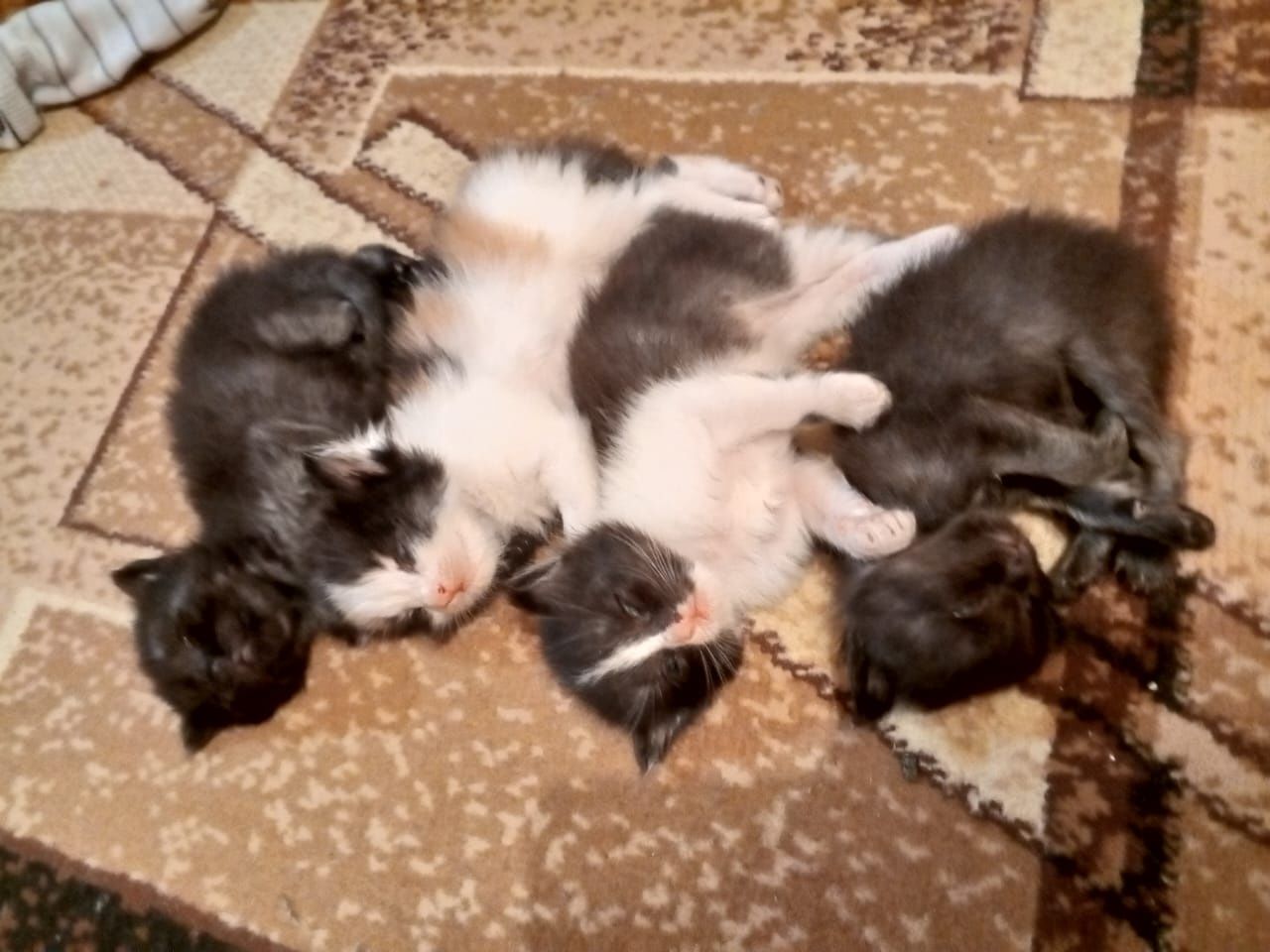 Отдам котят в хорошие руки к лодку приученные  блох нету чистые