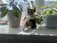 Котенок отдам в хорошие руки