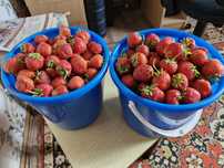 Клубника садовая сладкая