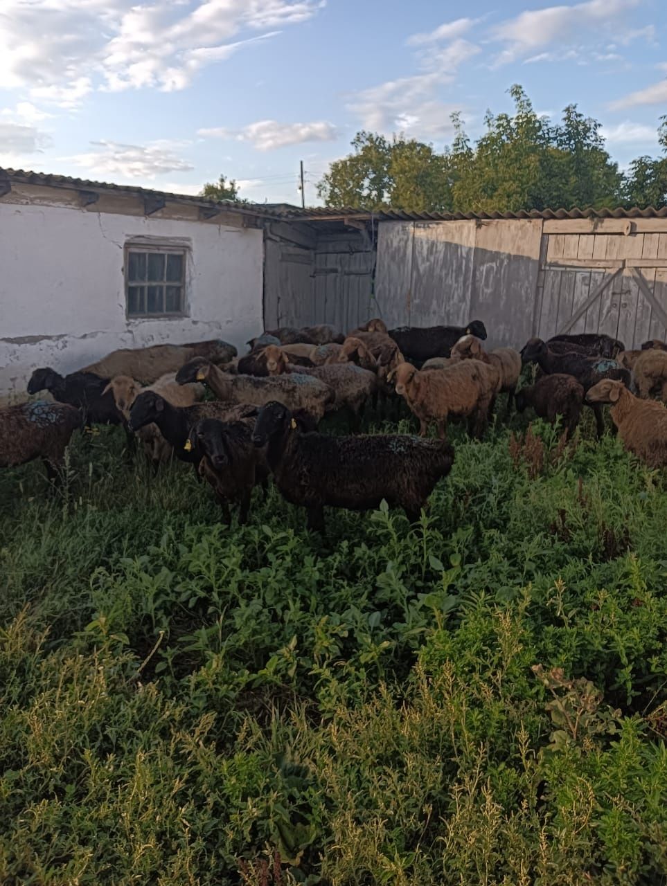 Продам баран все вместе