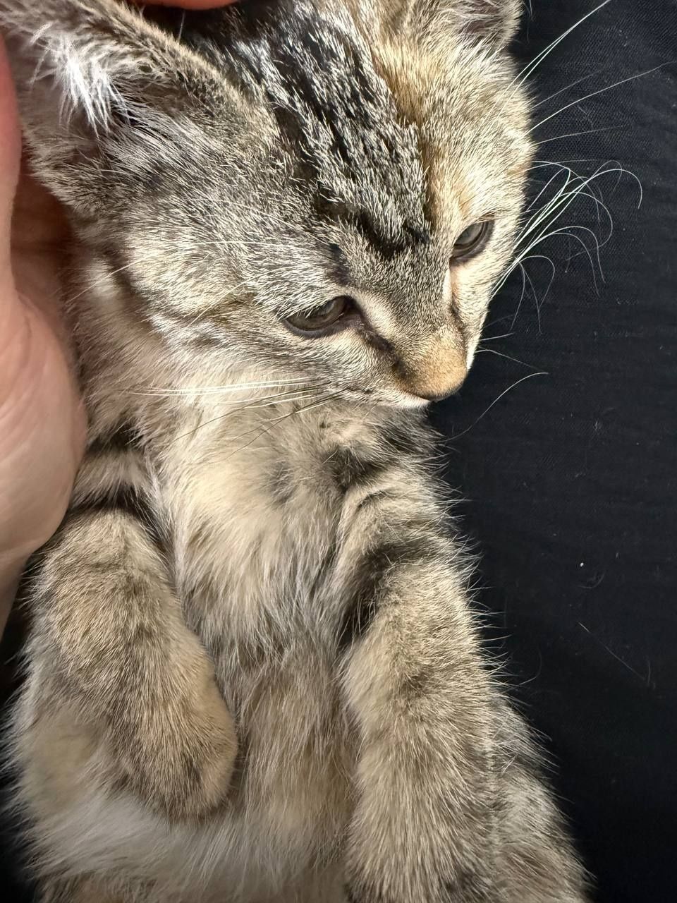 Котенок в  добрые руки...