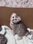 Котята шотландские