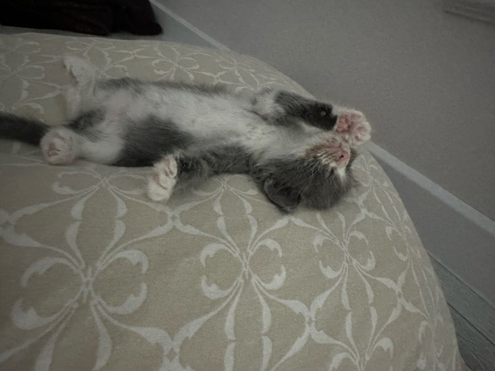 Котенок в добрые руки