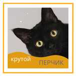 Черный котик Перчик