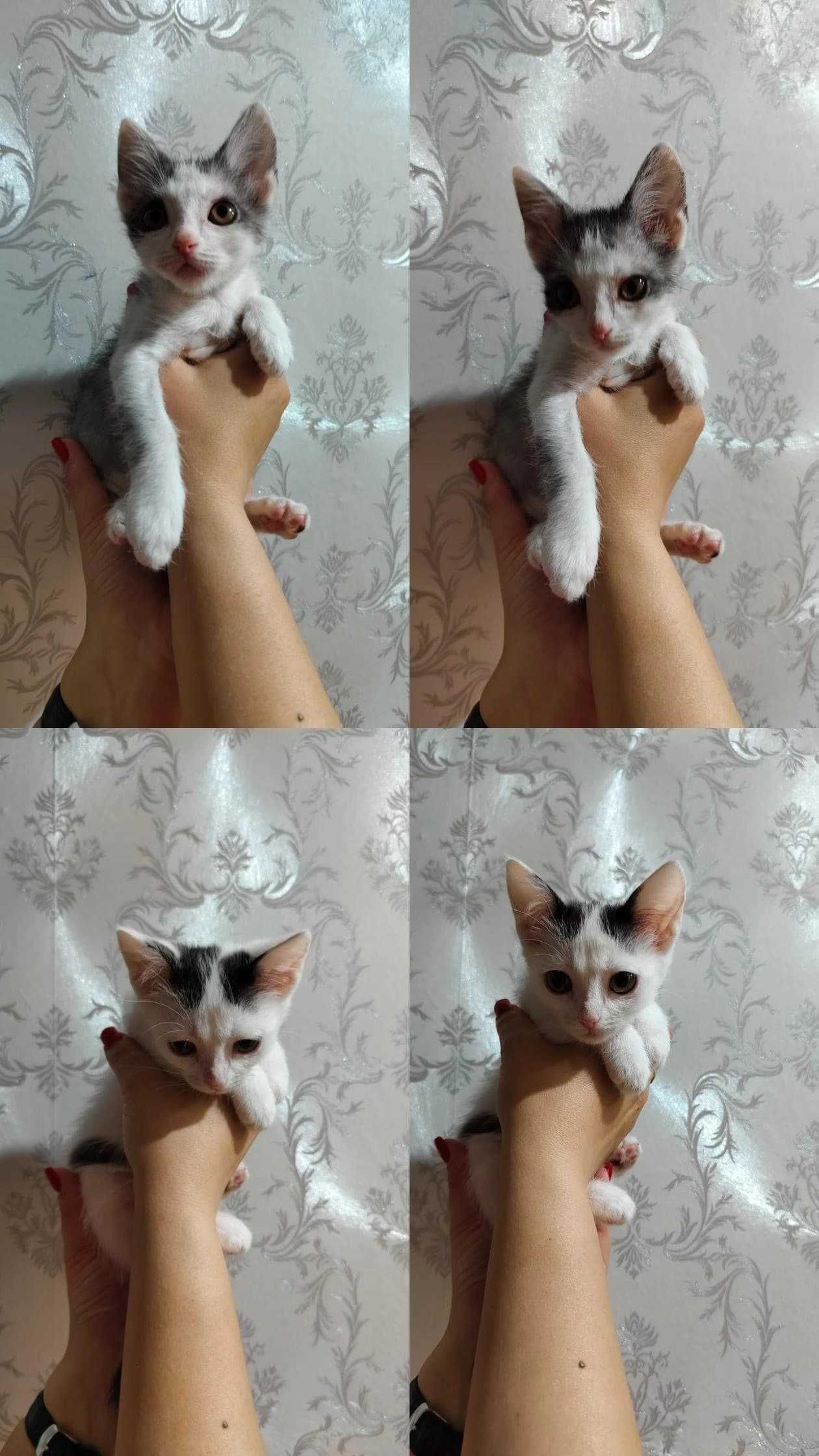 Красавчик Лео и симпотяшка Белочка ответственным хозяевам!