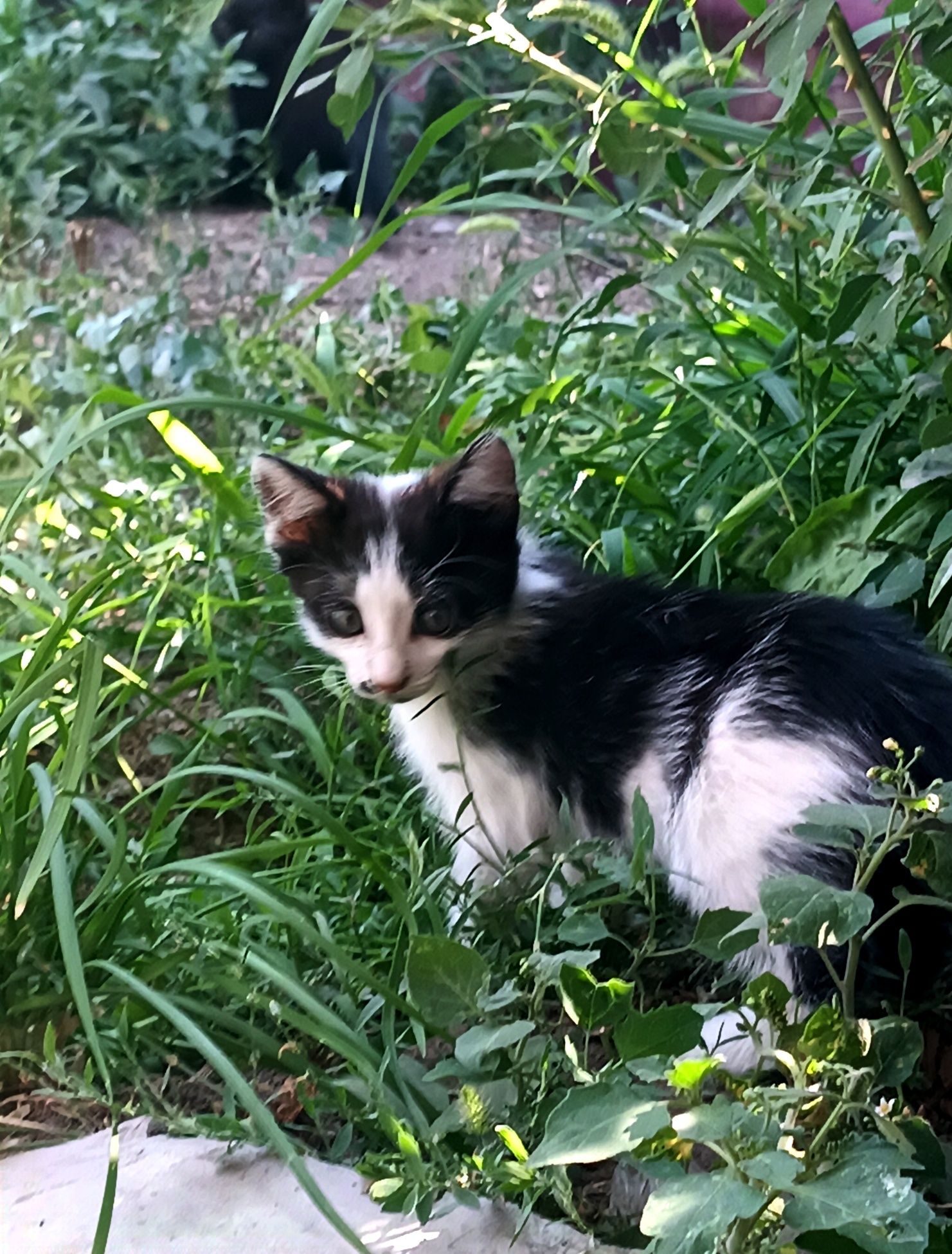 Котята охотницы в хорошие руки