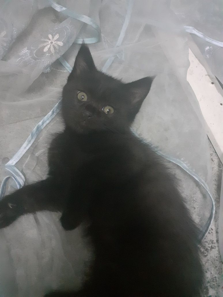 Отдам даром  котят