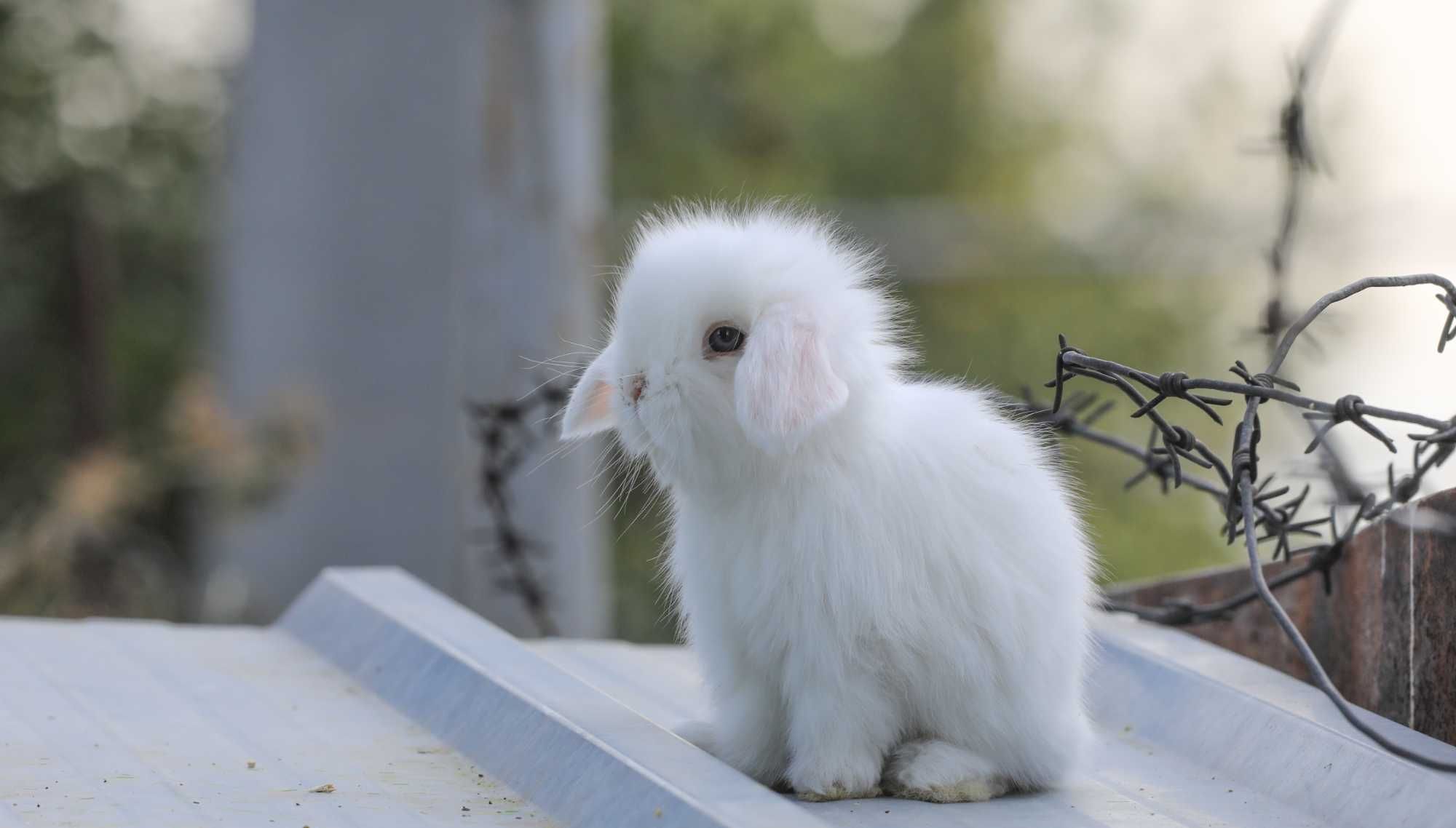 белые,коричневые и серые декоративные  кролики,1,5 месяца