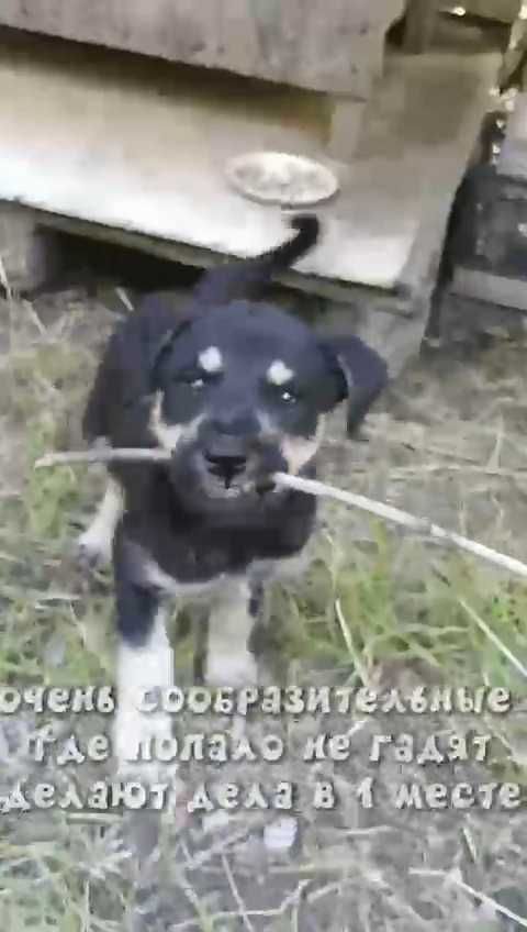 Ищем любящих хозяев для щенков!