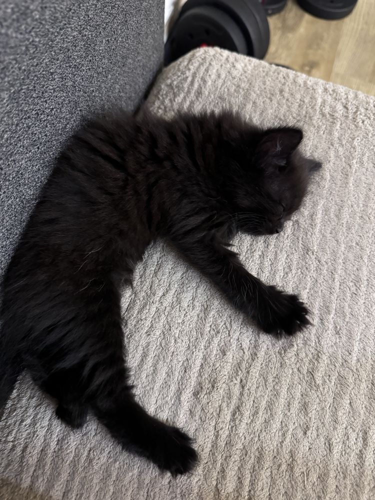 Отлам котят