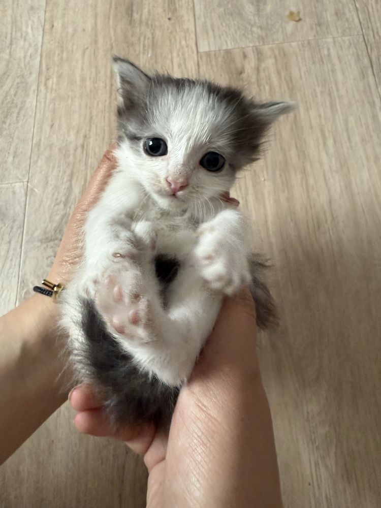 Отдам котят в хорошие руки