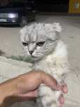 Шотландская вислоухая кошка