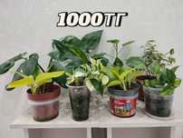 Укоренённые отростки по 700тг, район Ханшатыр