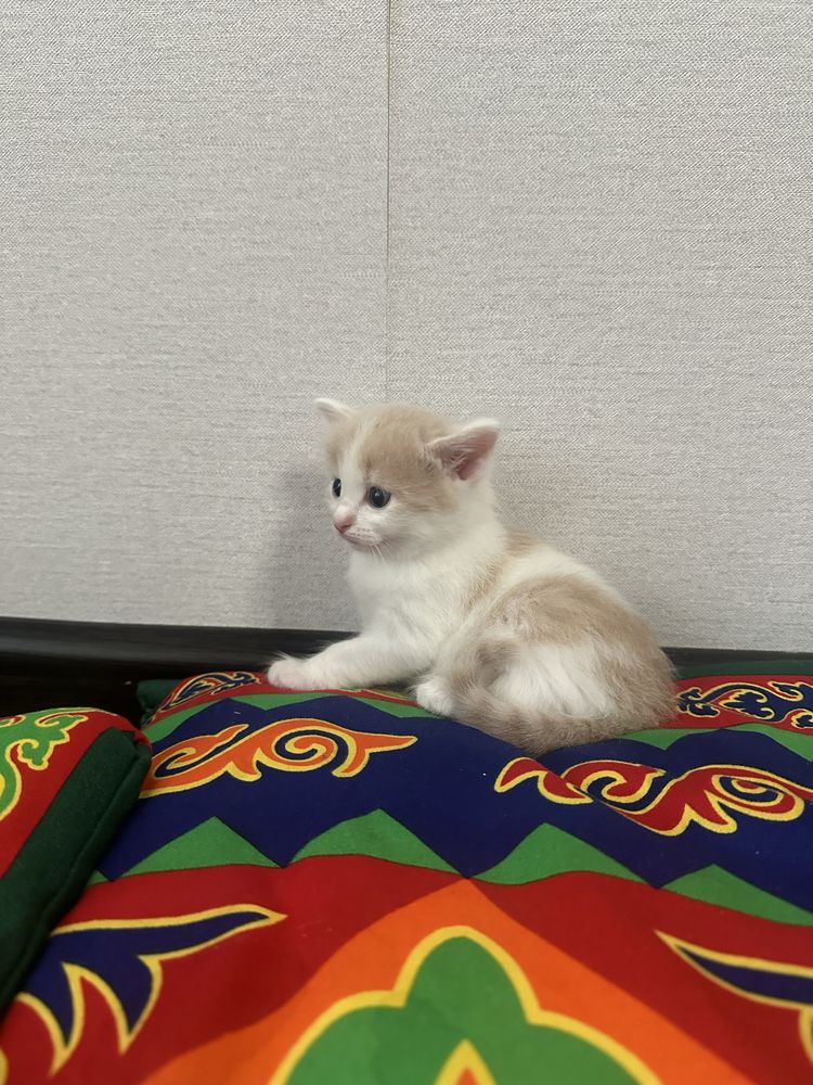Отдам котят в добрые руки!