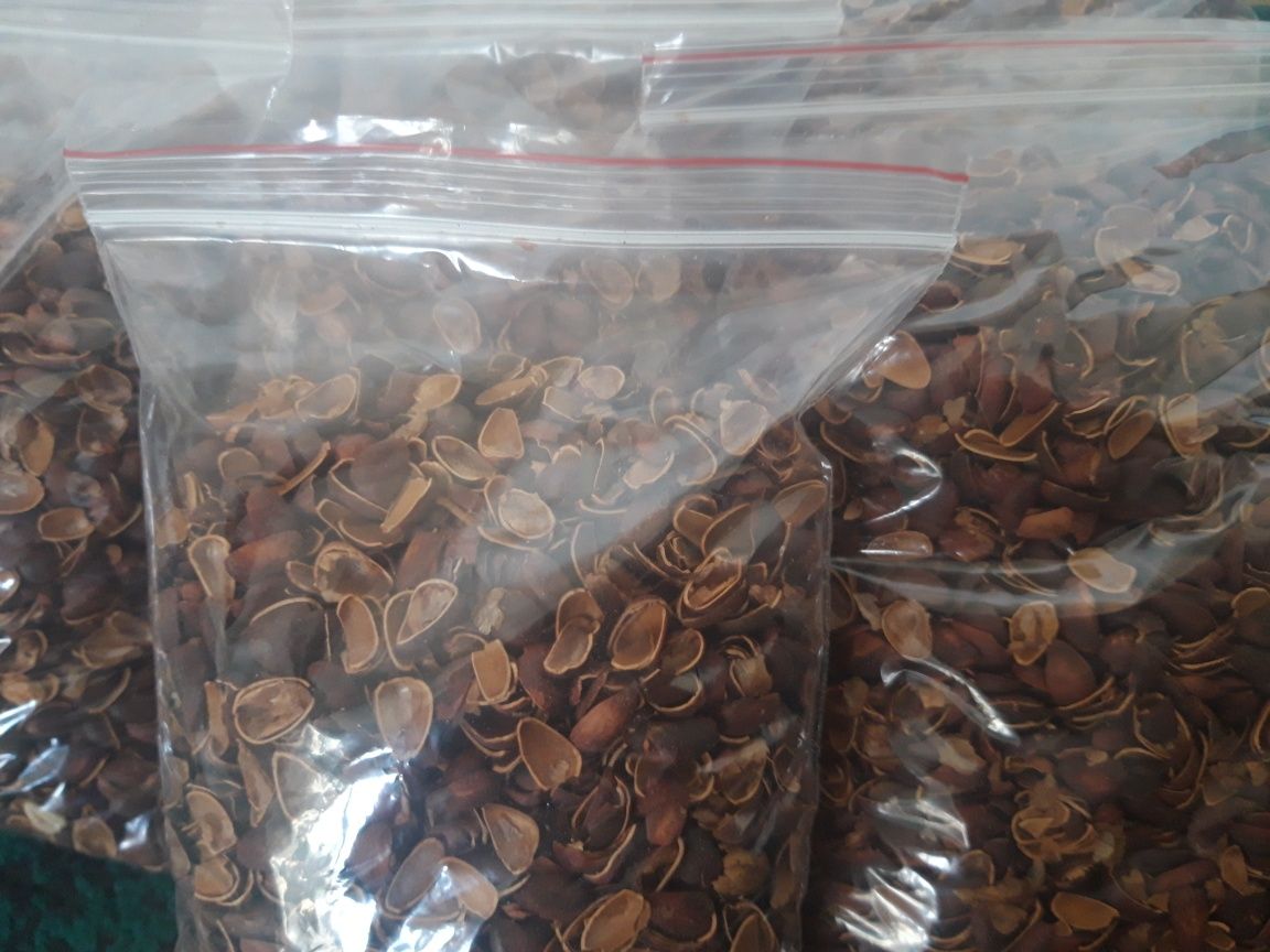 Скорлупа кедрового ореха