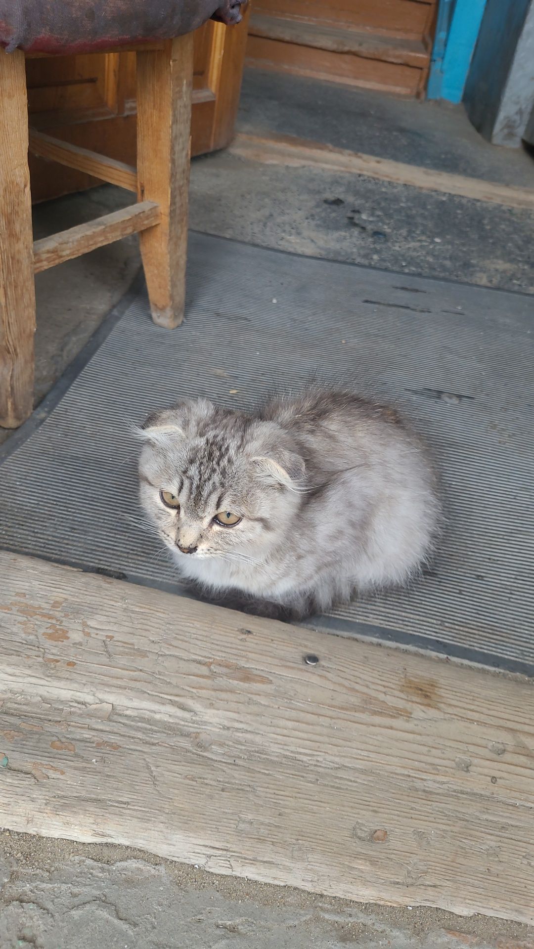 Кошечка очень красивая