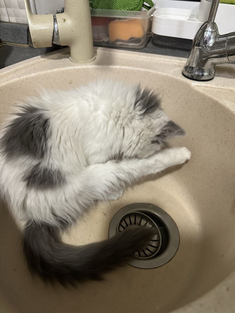 Котёнок девочка 3 месяца