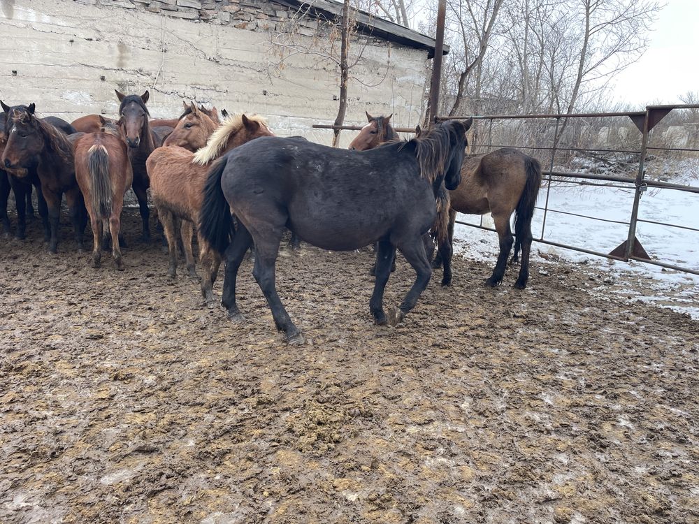 Продам Лошадей Кобыла жеребенок Тайлар