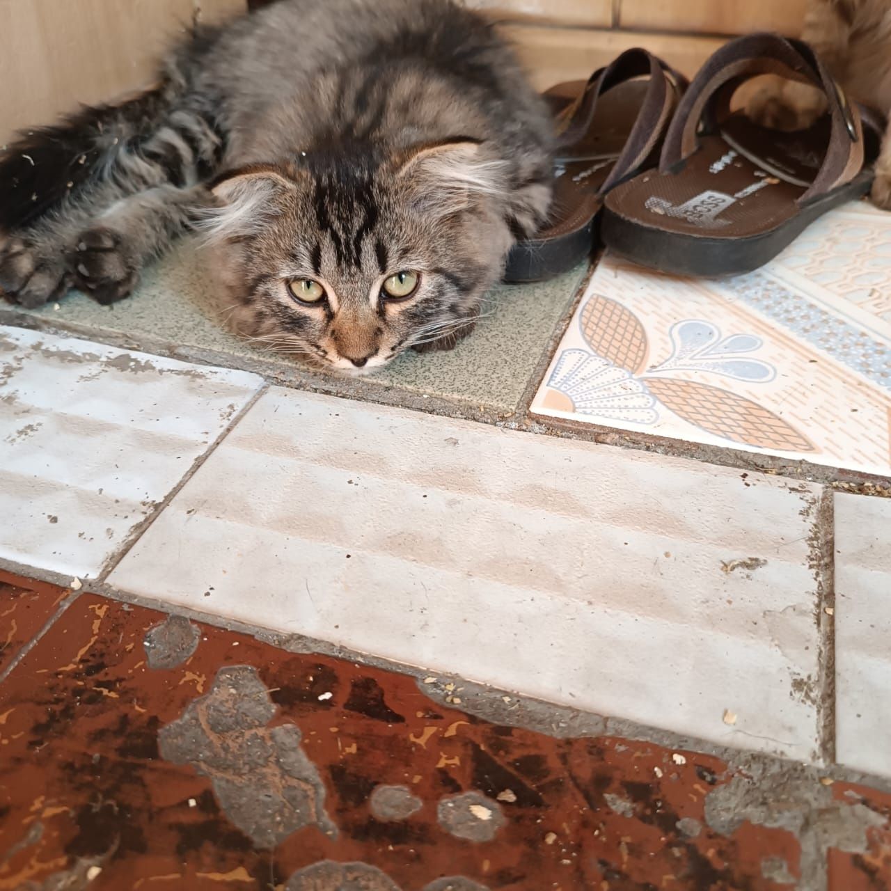Котенок- девочка