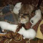 Отдам котят в хорошие руки. Красивые