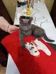 Котенок мальчик, в добрые руки!