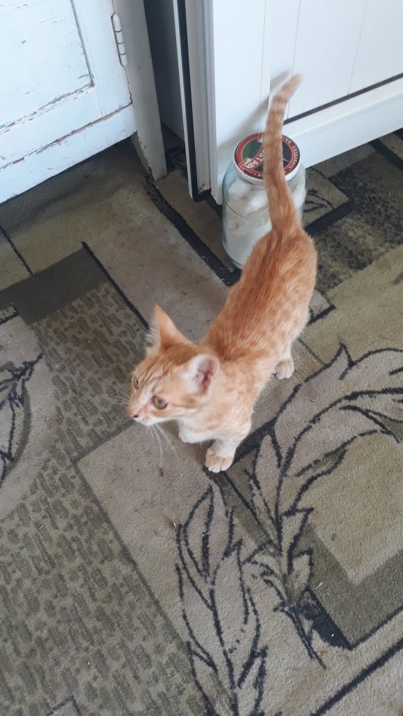 Отдам домашнего кота, возраст 1 годик, наш адрес Сайрам центр