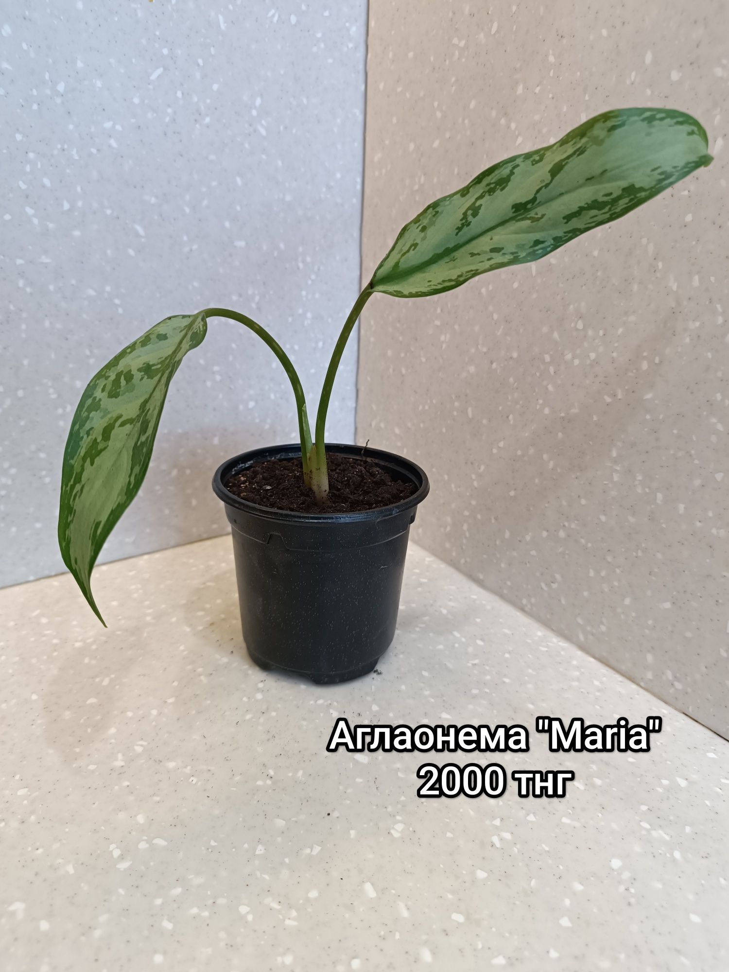 Продам комнатные цветы