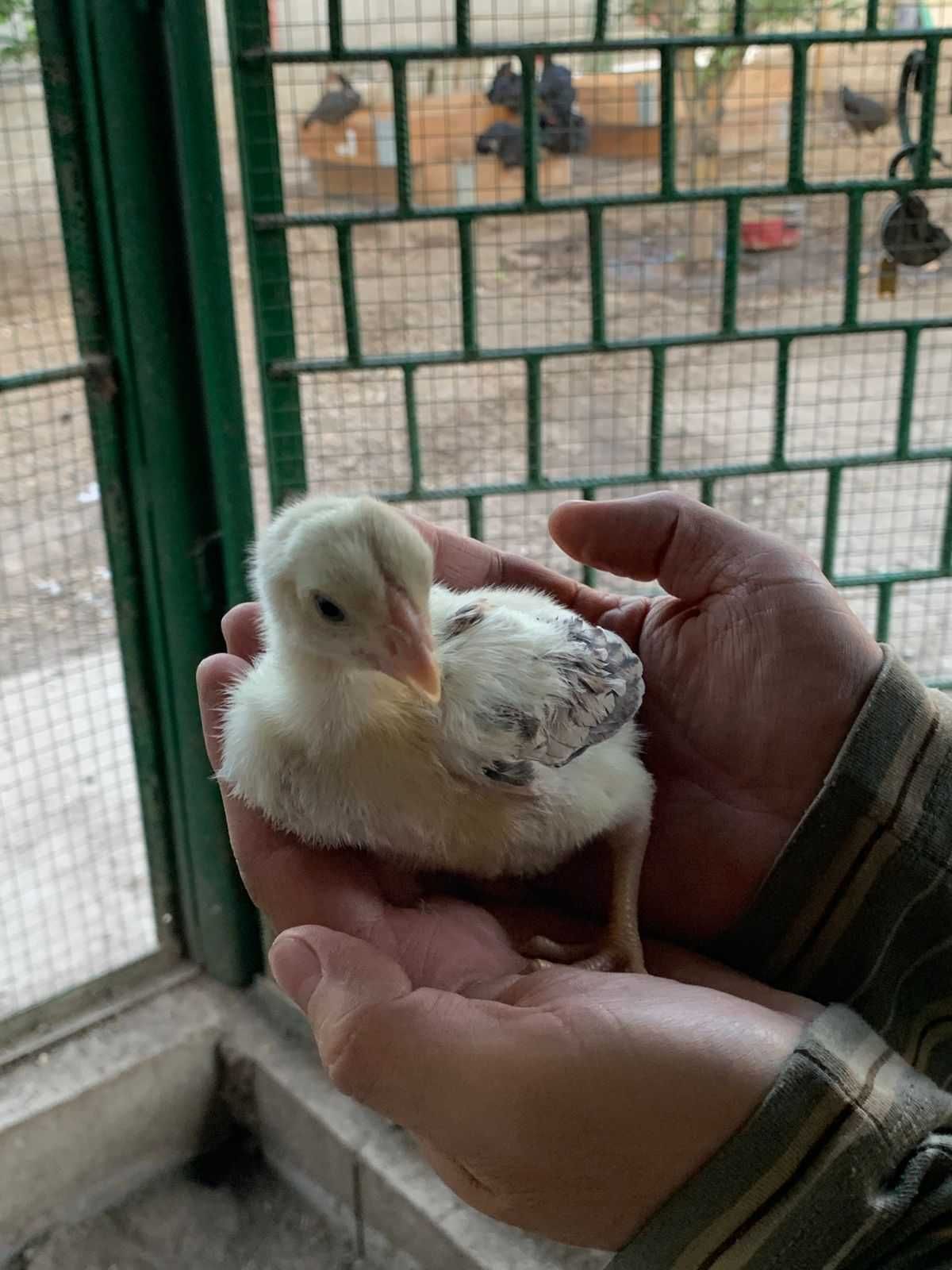 Продам цыплят даканов