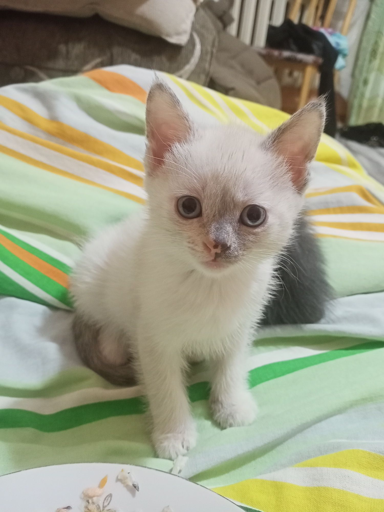 Отдам сиамских котят в добрые руки