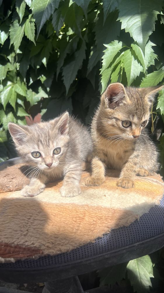 Отдам 2 котят ,девочки