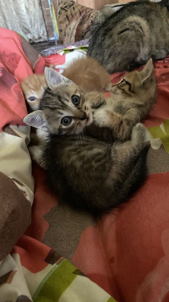 Отдам котят бесплатно