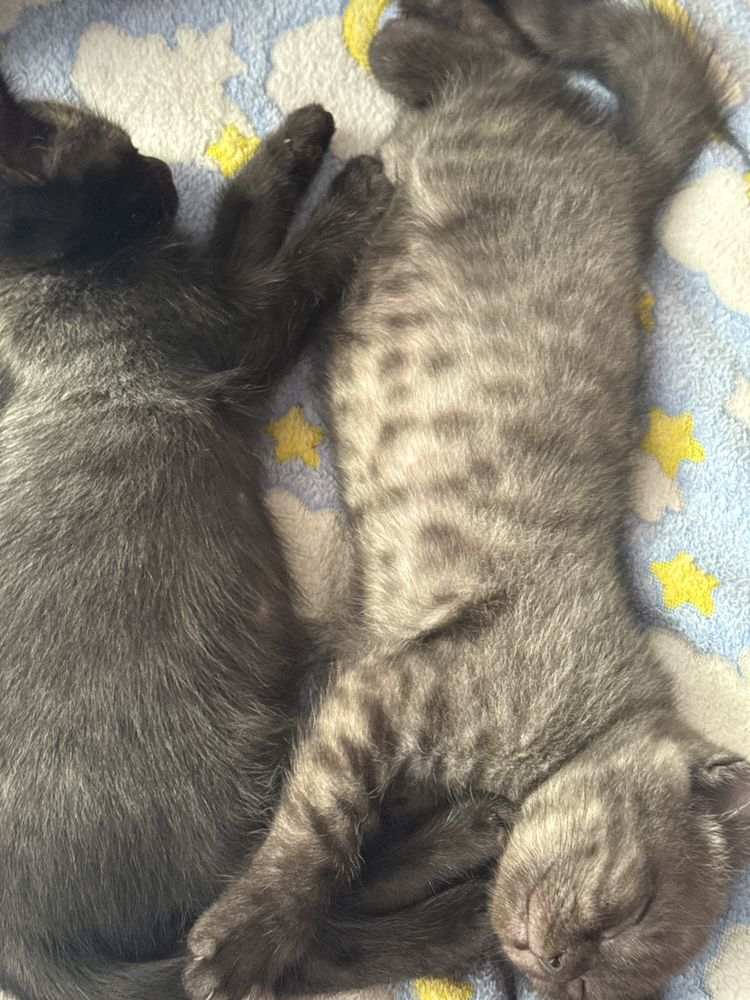 Отдам котят 1,5 месяца.
