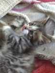 Котёнок ищет семью