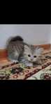 Котенок пародистый