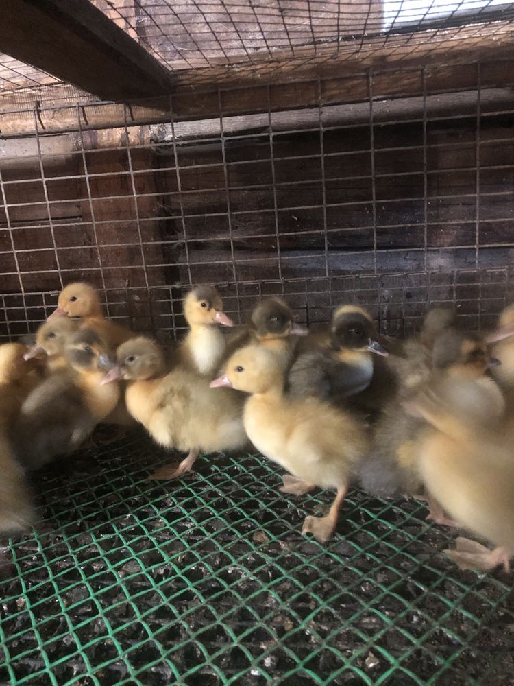 Продам башкирских утят